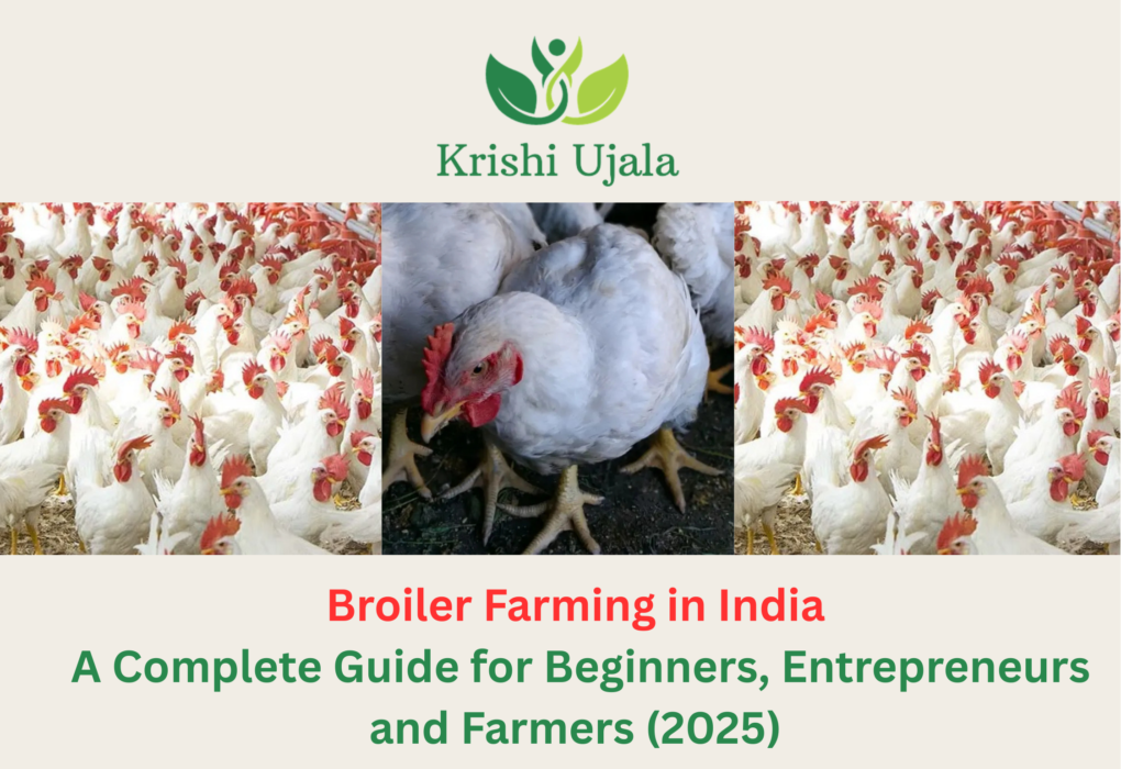 Broiler Farming in India A Complete Guide for Beginners, Entrepreneurs, and Farmers (2025)