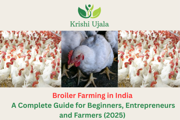 Broiler Farming in India A Complete Guide for Beginners, Entrepreneurs, and Farmers (2025)