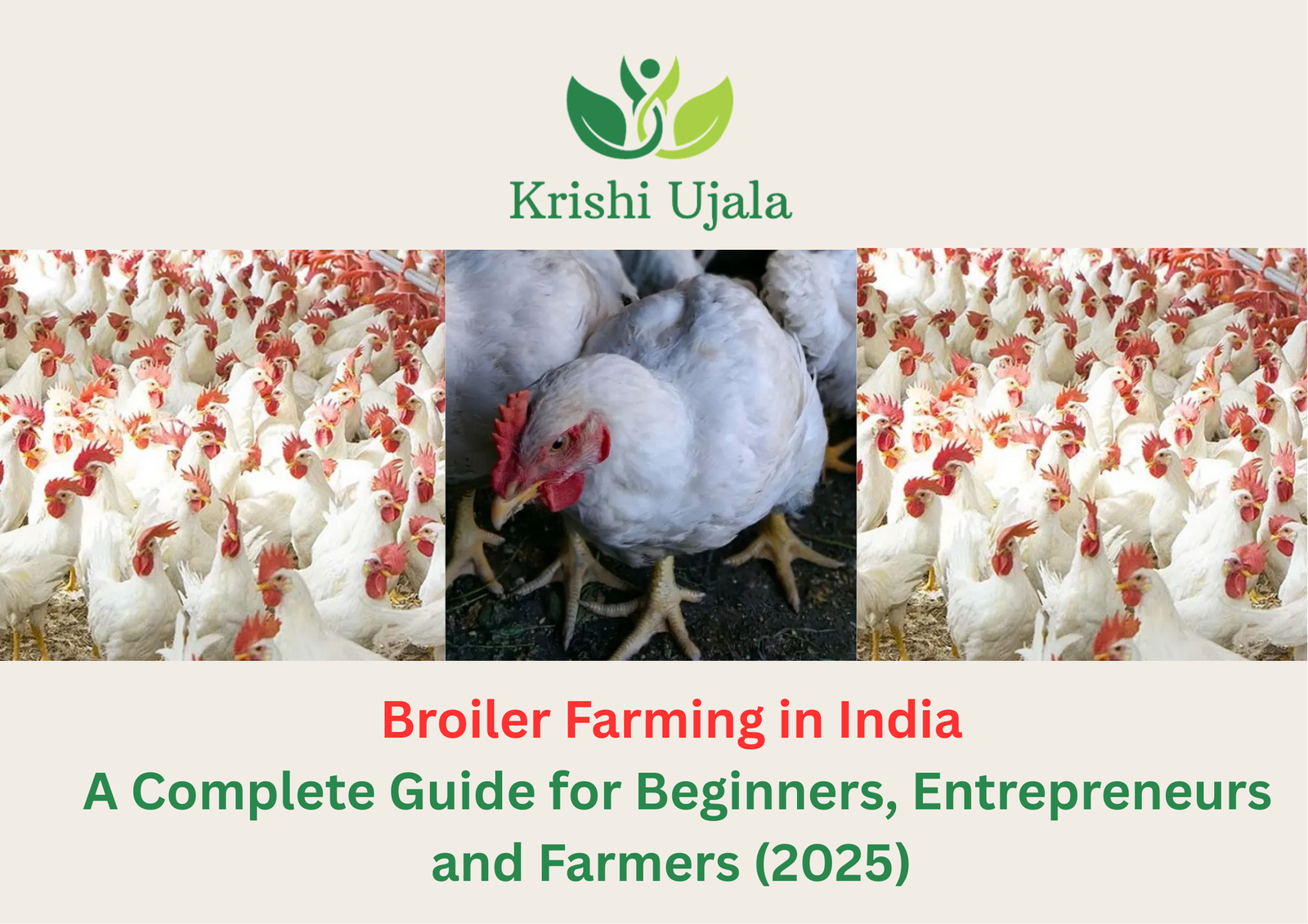 Broiler Farming in India A Complete Guide for Beginners, Entrepreneurs, and Farmers (2025)